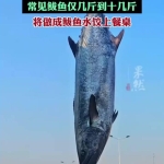 山东日照捕获260余斤鲅鱼王 罕见大鱼引关注