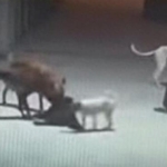 河南男子让烈犬咬死商户家犬 行为动机引争议